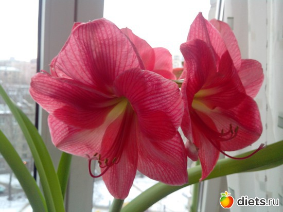 25 фото: разное