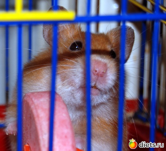 393 ����: ��� ������