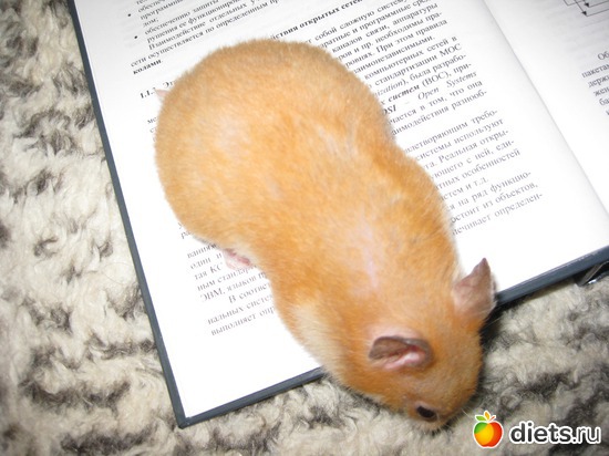 394 ����: ��� ������