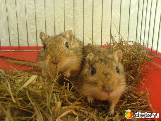 395 ����: ��� ������