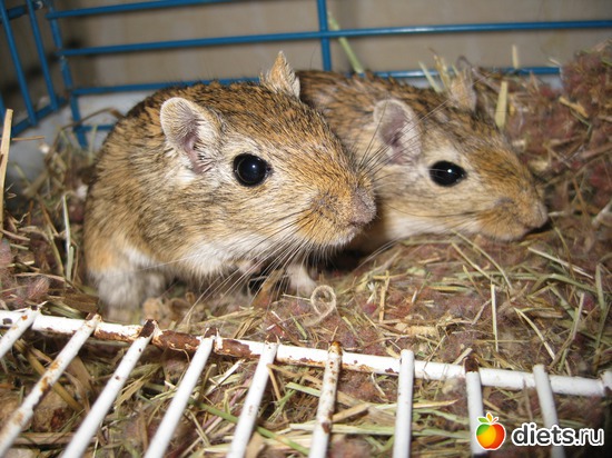 399 ����: ��� ������