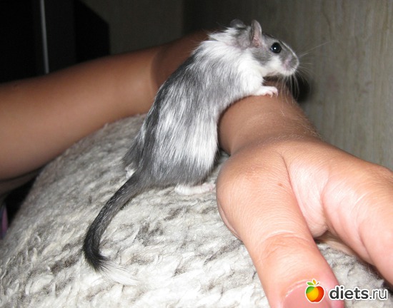 402 ����: ��� ������