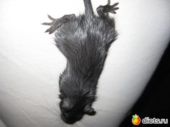 407 ����: ��� ������