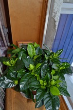 Подарок на 8 марта! Gardenia jasminoides