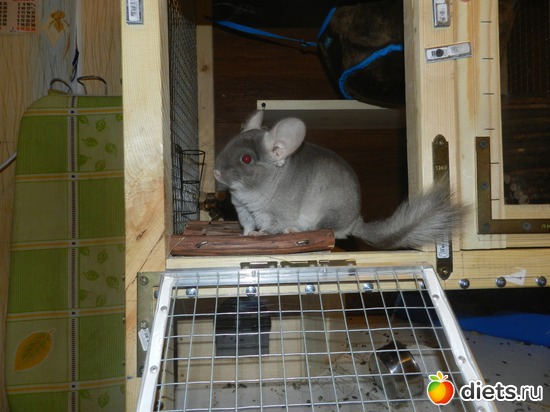 ������ ���!, ������: �����