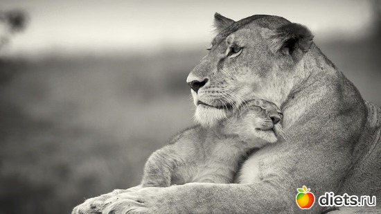 3 ����: Wallpapers