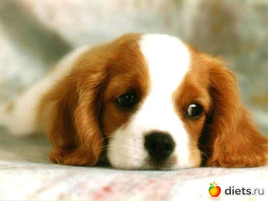 7 ����: Wallpapers