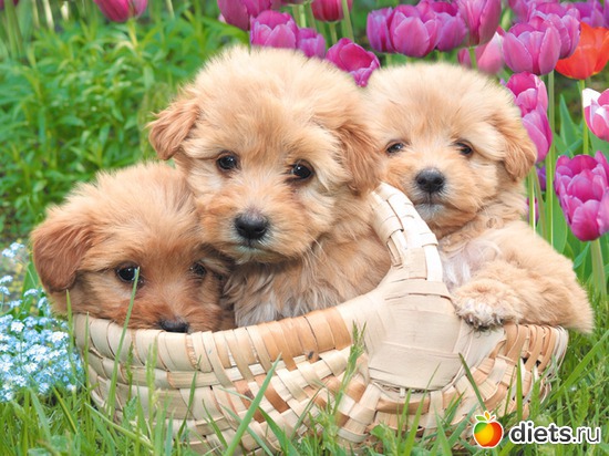 8 ����: Wallpapers