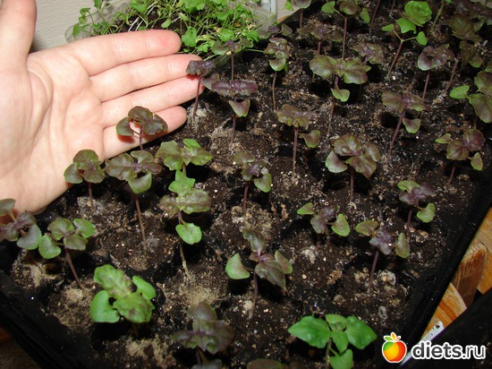 базилик рассада 2011, альбом: наш сад