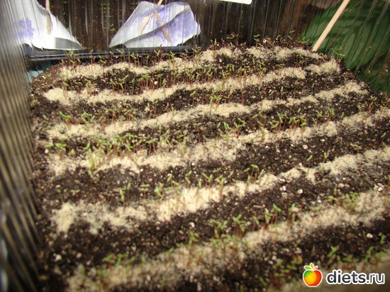 портулак - всходы на песке рассада 2011, альбом: наш сад