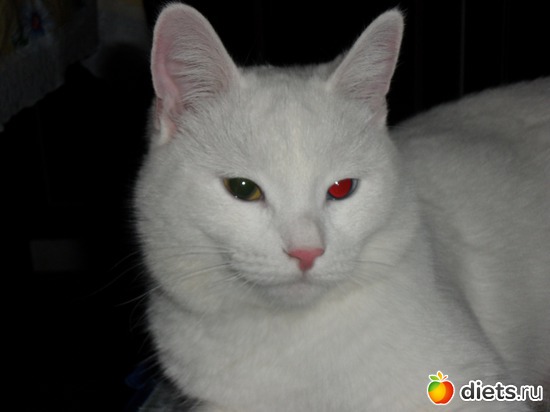 1 фото: Кошки