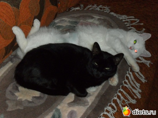 2 фото: Кошки