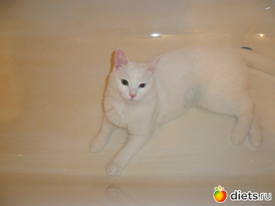 3 фото: Кошки