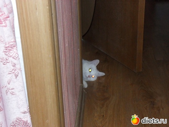 4 фото: Кошки