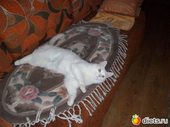 6 фото: Кошки