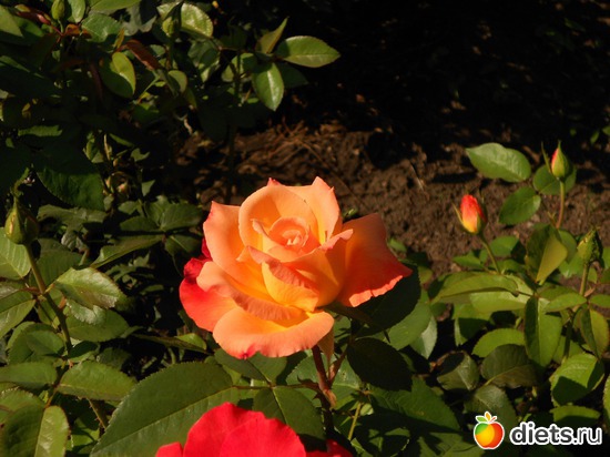 1 ����: ��������������