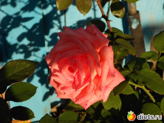 2 ����: ��������������