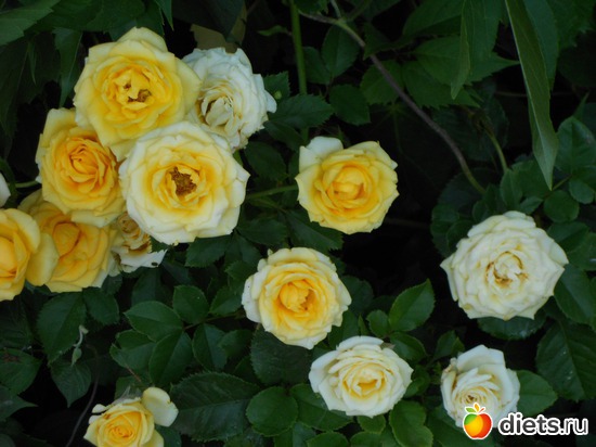 3 ����: ��������������