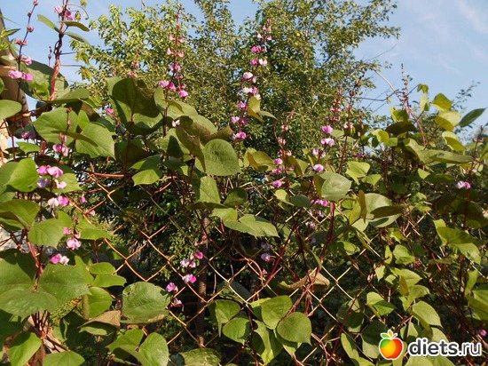 4 ����: ��������������