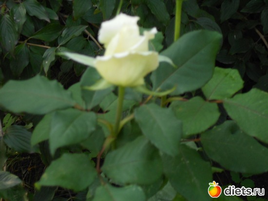 5 ����: ��������������