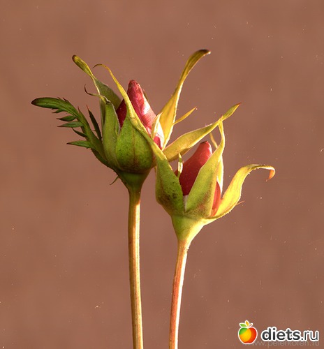 14 ����: ������������