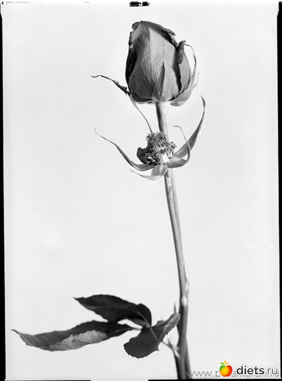 16 ����: ������������