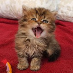 атомная диета. Первый и второй дни