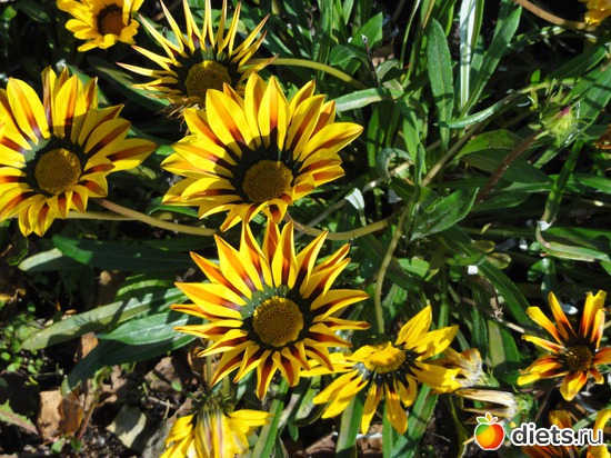 гацания, альбом: Цветы разные