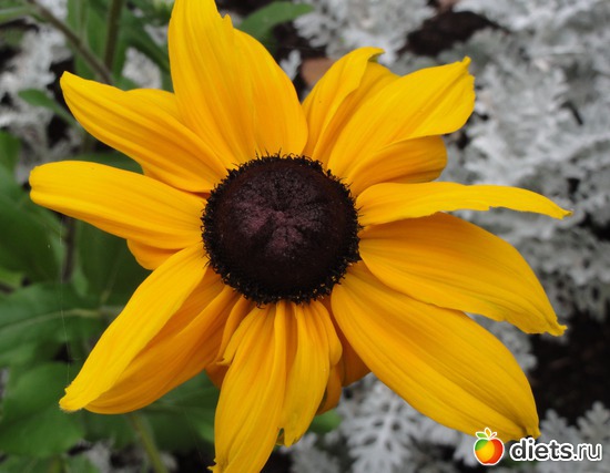 3 фото: Цветы разные