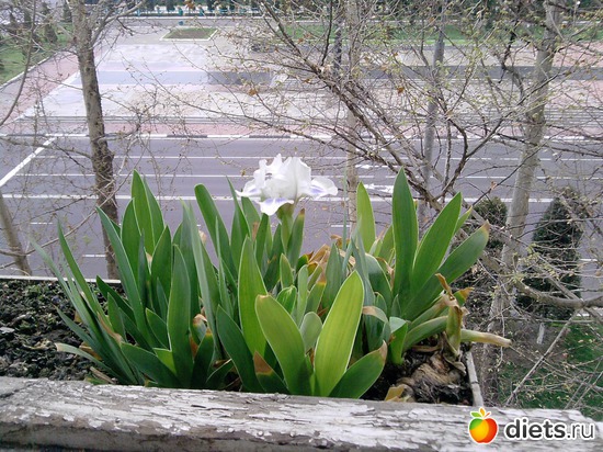 2 фото: Весна