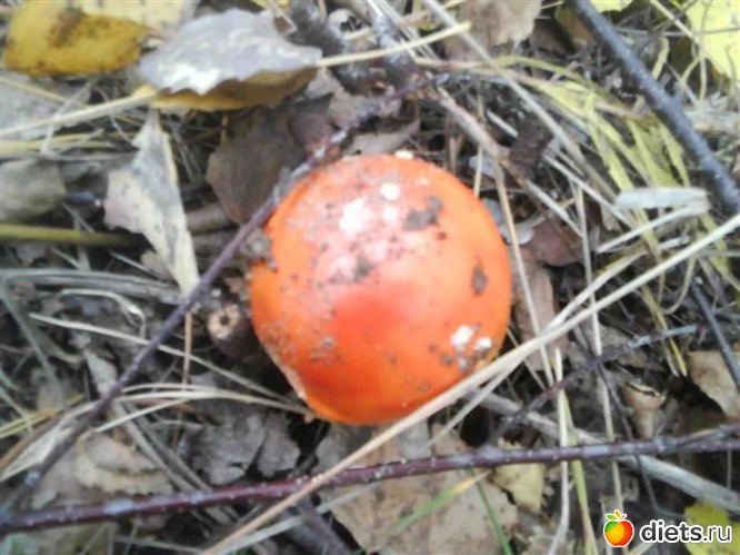 4 ����: ���