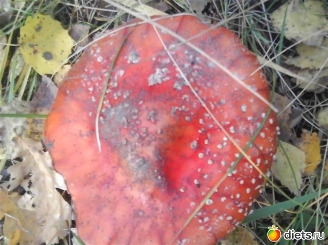 5 ����: ���