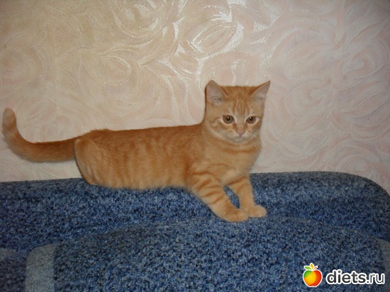 1 ����: ��� �������. ����-������.