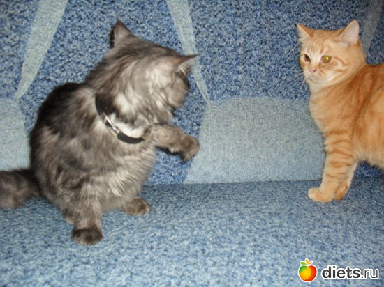 8 ����: ��� �������. ����-������.