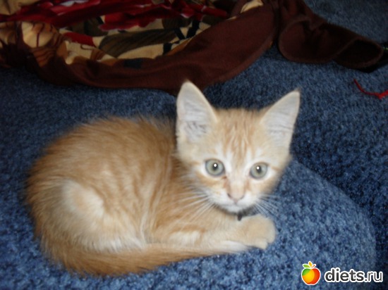 2 ����: ��� �������. ����-������.