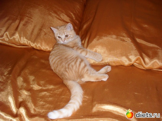 9 ����: ��� �������. ����-������.