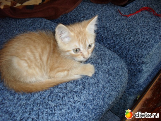 3 ����: ��� �������. ����-������.