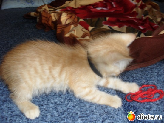 4 ����: ��� �������. ����-������.