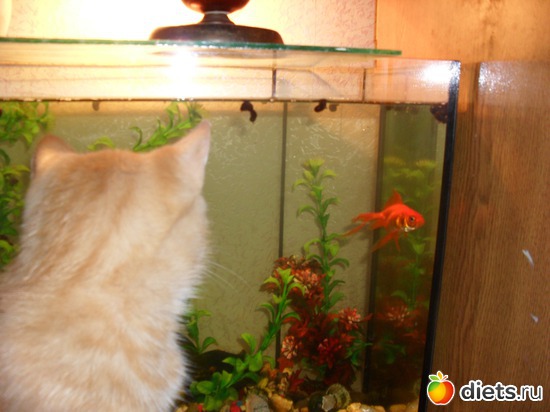 11 ����: ��� �������. ����-������.