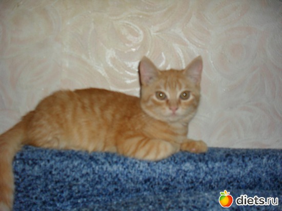 5 ����: ��� �������. ����-������.