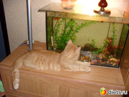 12 ����: ��� �������. ����-������.