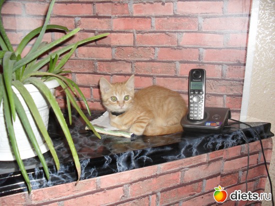 13 ����: ��� �������. ����-������.