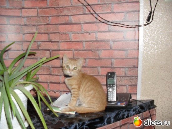 14 ����: ��� �������. ����-������.