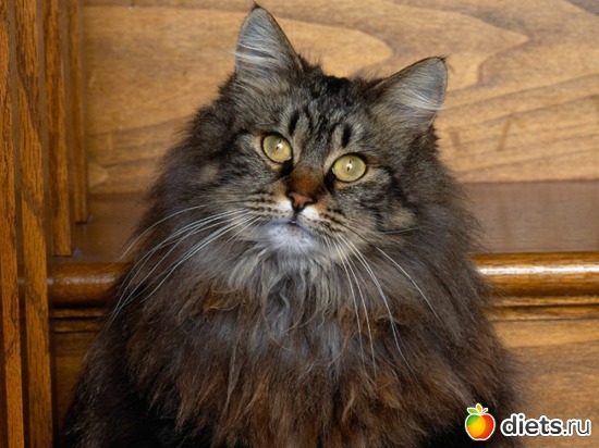 50 ����: ��������