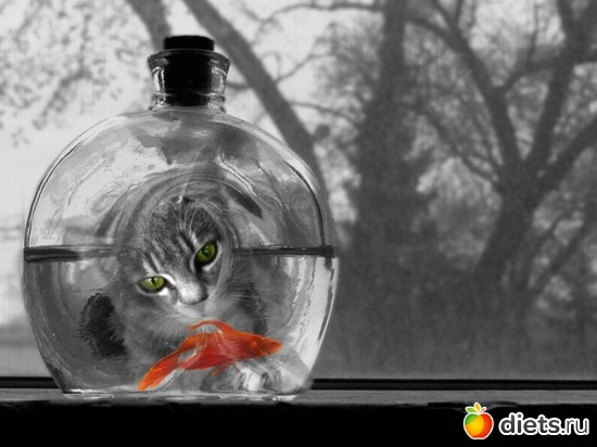 51 ����: ��������