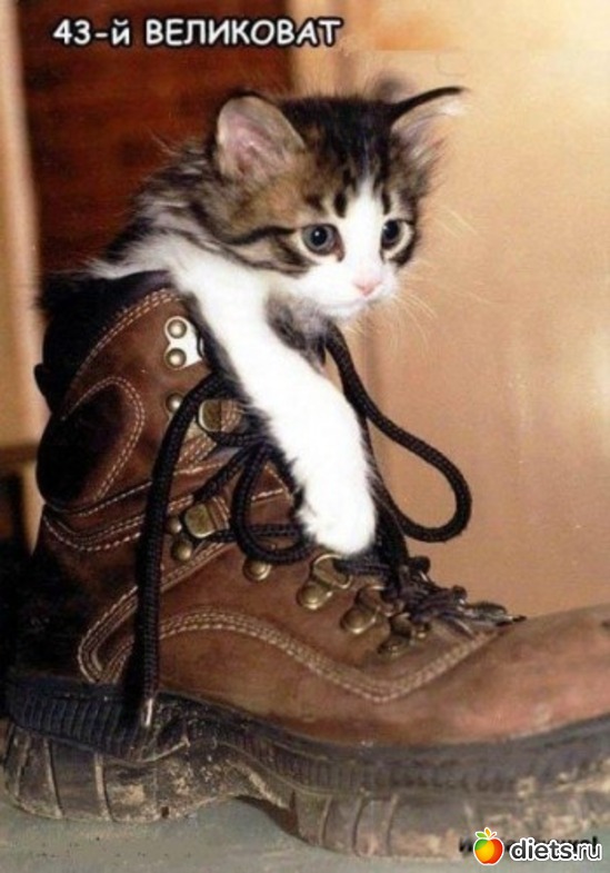 55 ����: ��������