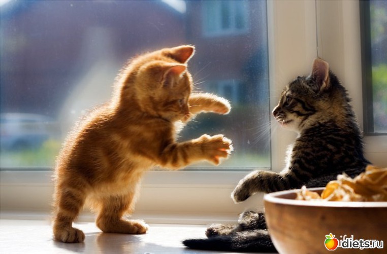 21 ����: ��������