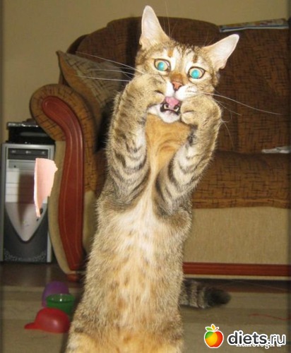 24 ����: ��������