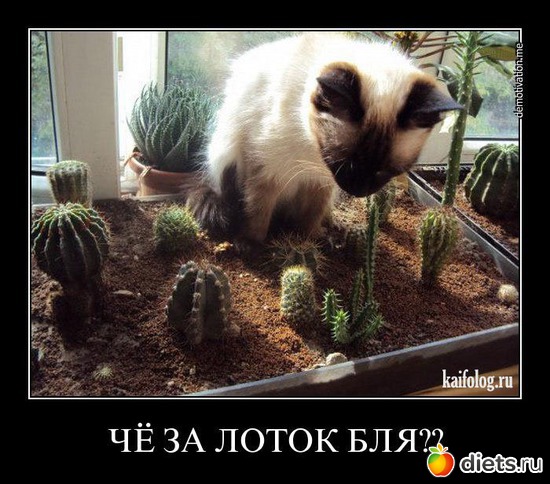 32 ����: ��������