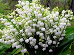 Прожить до 150 лет полноценно. Меню.